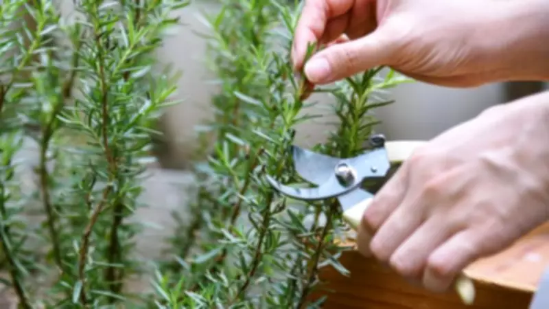 How to Prune Rosemary for a Bushier, Healthier Plant This Spring