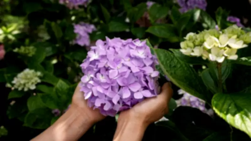 Hydrangeas Struggling in UK Heatwaves: 3 Drought-Tolerant Alternatives