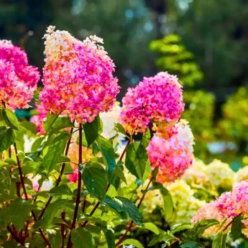 Hydrangeas Thrive in Summer with One Kitchen Scrap Watering Trick