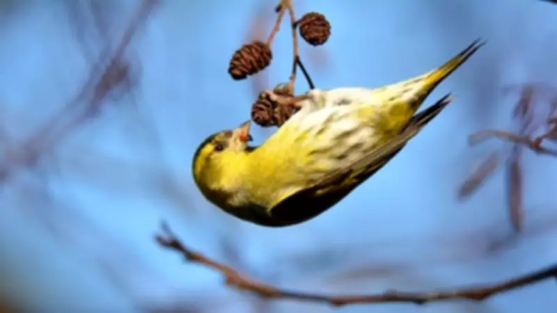 Improve Your Bird Song ID with Merlin App and Spot Siskins