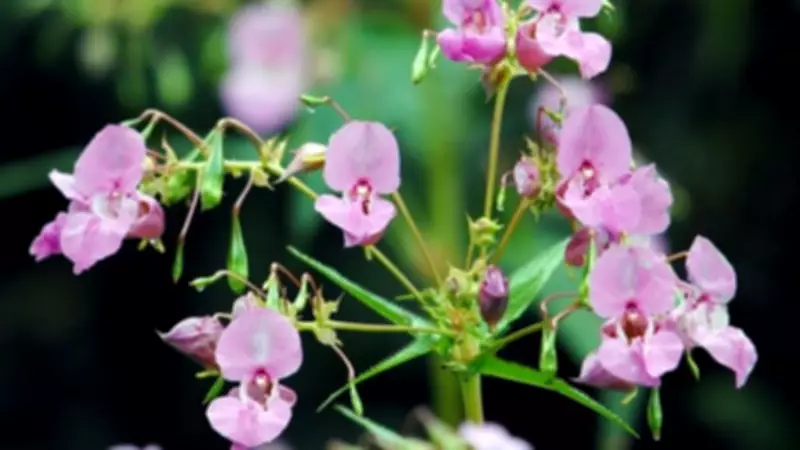 Invasive Himalayan Balsam Threatens UK Wildlife: How to Help
