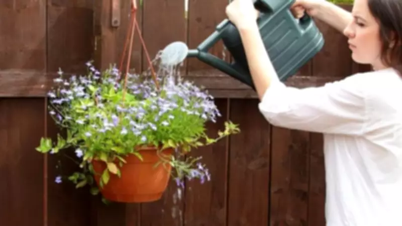 Kitchen Sponges: The Secret to Watering Hanging Baskets in Summer Heat