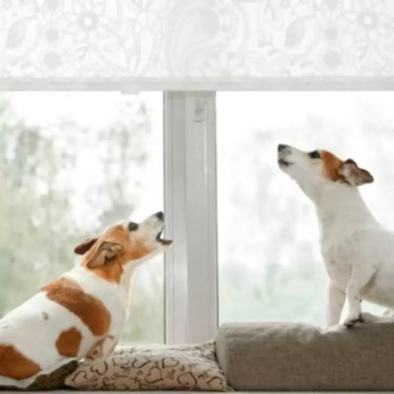 Lawyer explains legal action for neighbour's persistent barking dogs