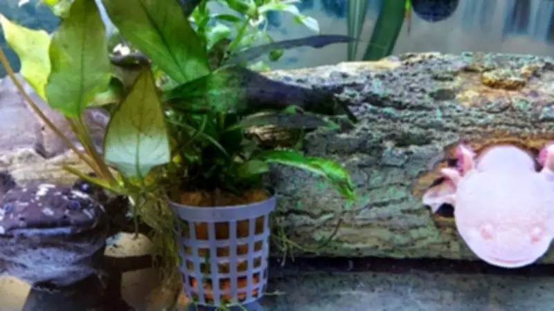 Mayflower High School Students Care for Unique Axolotl Pets