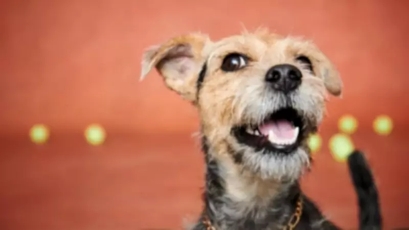 National Rescue Dog Day: Five Reasons to Adopt a Shelter Dog