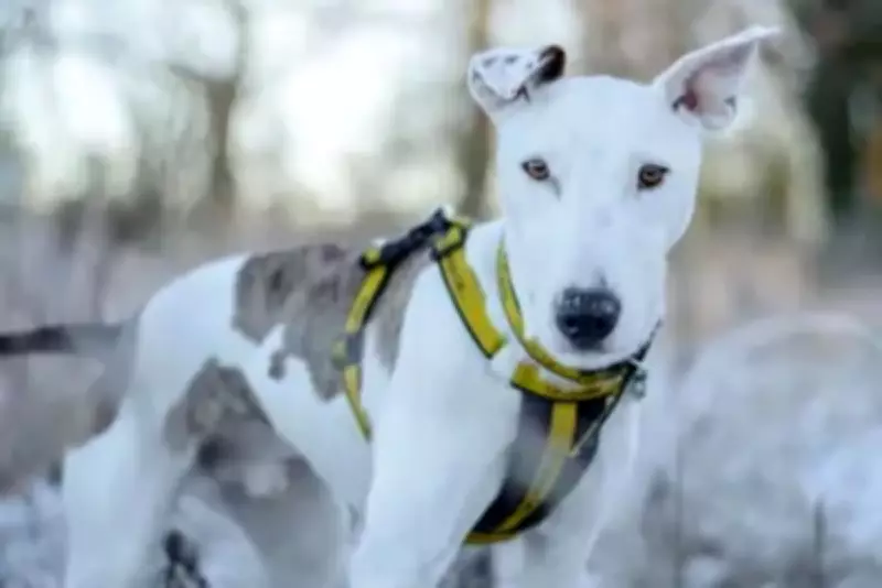 Nine Underdog Dogs Await Forever Homes in West Midlands This Bank Holiday