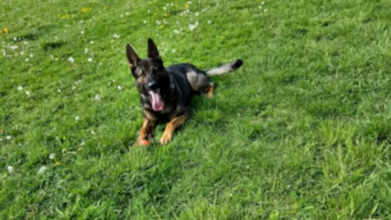 Nottingham Woman Faces Fear of Flying with Skydive for Police Dogs Charity