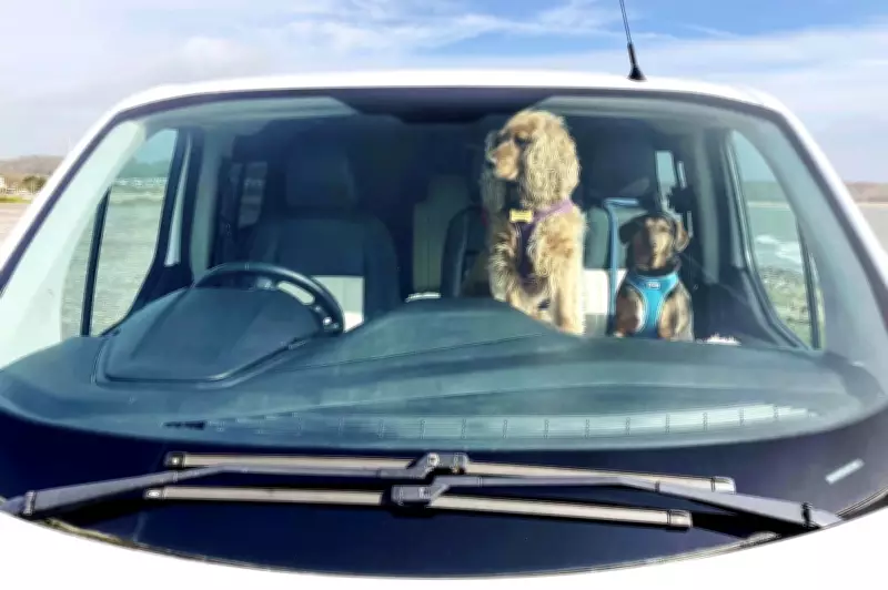 One in Six Dog Owners Risk Pet's Life by Leaving Them in Warm Car