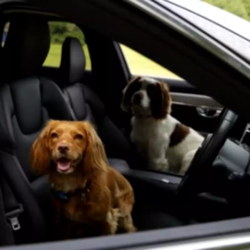 One in six dog owners risk pets' lives leaving them in hot cars