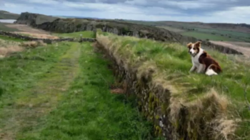 Paul and Moss: 1200-Mile Walk for Animal Rescue Reaches Halfway