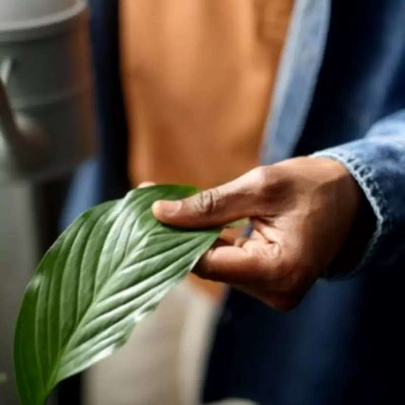 Peace Lily Thrives in One Specific Spot in Your Home: Expert Tips
