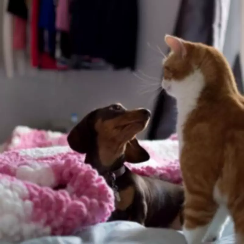 Pet Rule Change to Save Renters £288 in England