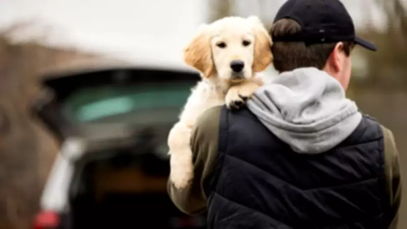 Pet Thefts Down 11% But 4 Dogs Stolen Daily: New Report Reveals