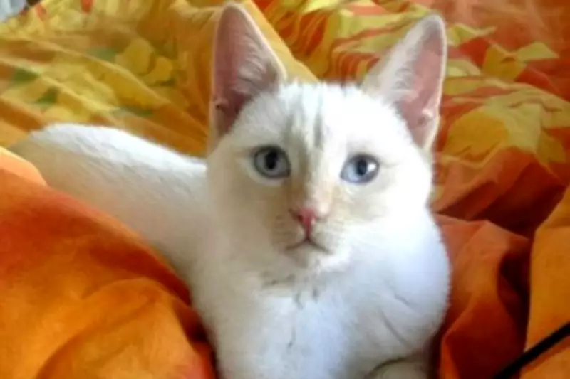 Petition to Make Reporting Cat Hit-and-Runs Compulsory Gains 52,000 Signatures