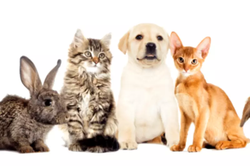 PetSaver memberships could save pet owners more than expected