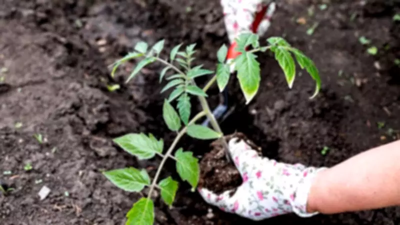 Plant These 5 Crops and Flowers in May for a Thriving Summer Garden