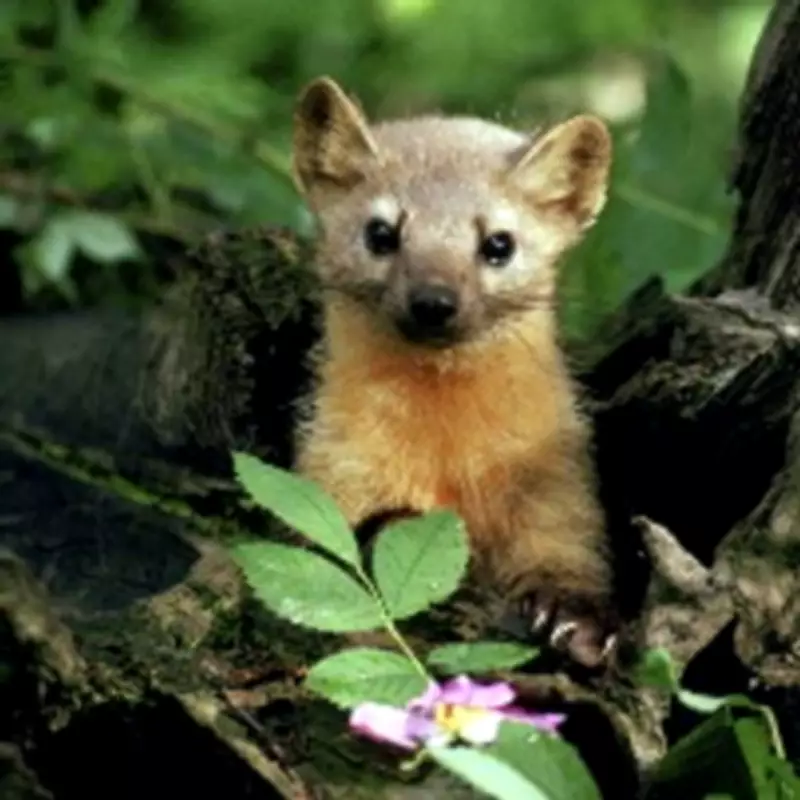 Rare Pine Marten Kit Rescued from Rubbish Bin in Wales