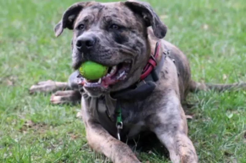 Rescued Dog Chopper Seeks Loving Home After Lift Attack in Birmingham