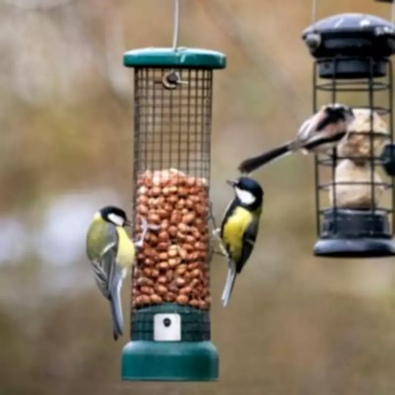 RSPB Asks UK Households Not to Feed Birds Seed Until November