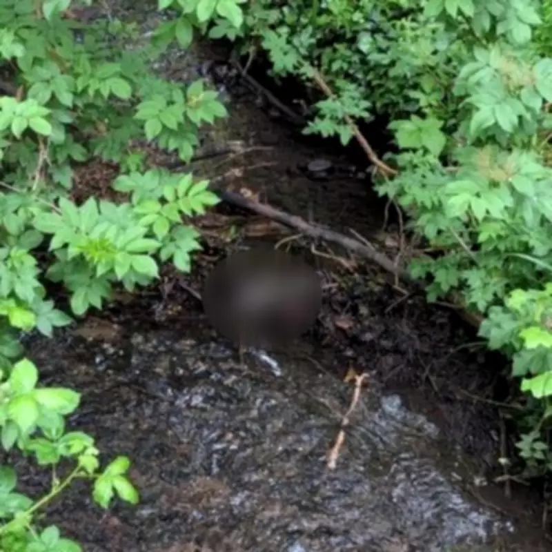 RSPCA Probes Suspicious Death of Puppy Found in Droitwich Stream