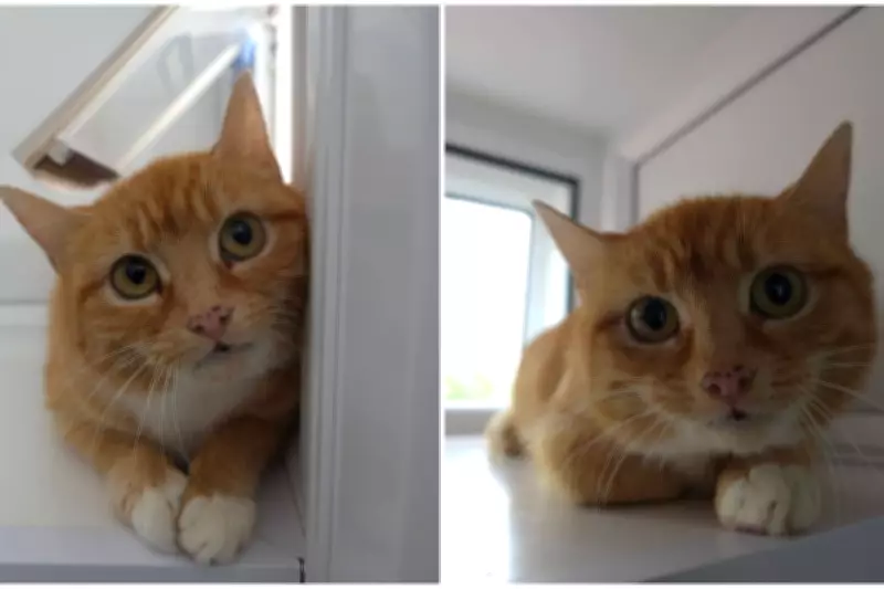 RSPCA Seeks Loving Home for Abandoned Cat 'Baked Bean'