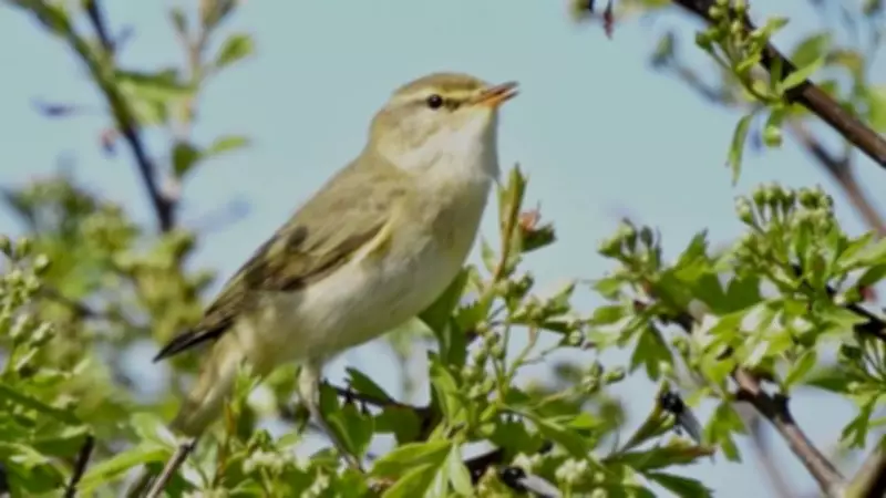Sefton Coast: Discover the Summer Warblers of the Dunes
