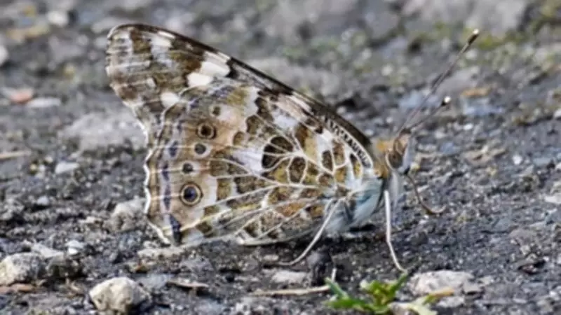 Sefton Coast in May: Painted Lady Butterflies and Spring Wildlife Surge