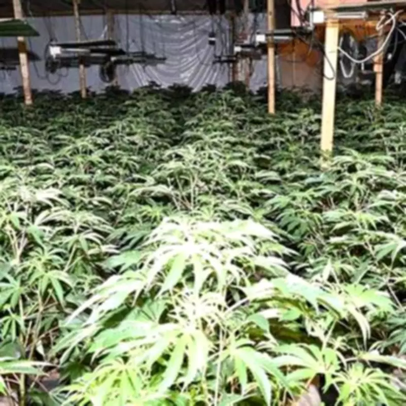 Smethwick man charged in multi-million pound cannabis farm raid