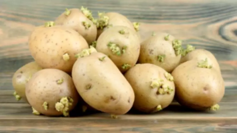 Sprouted Potatoes Can Be Toxic: Experts Warn of Health Risks