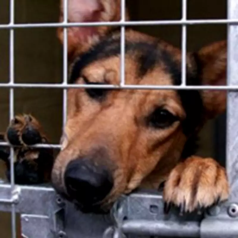 Stray Dog Numbers Soar in Solihull, Costing Taxpayers Thousands