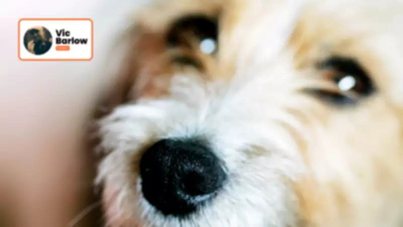 Talking Dogs on Instagram: A Real Canine Insight