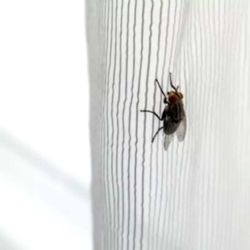 Three Overlooked Kitchen Spots Attract More Flies During Heatwave