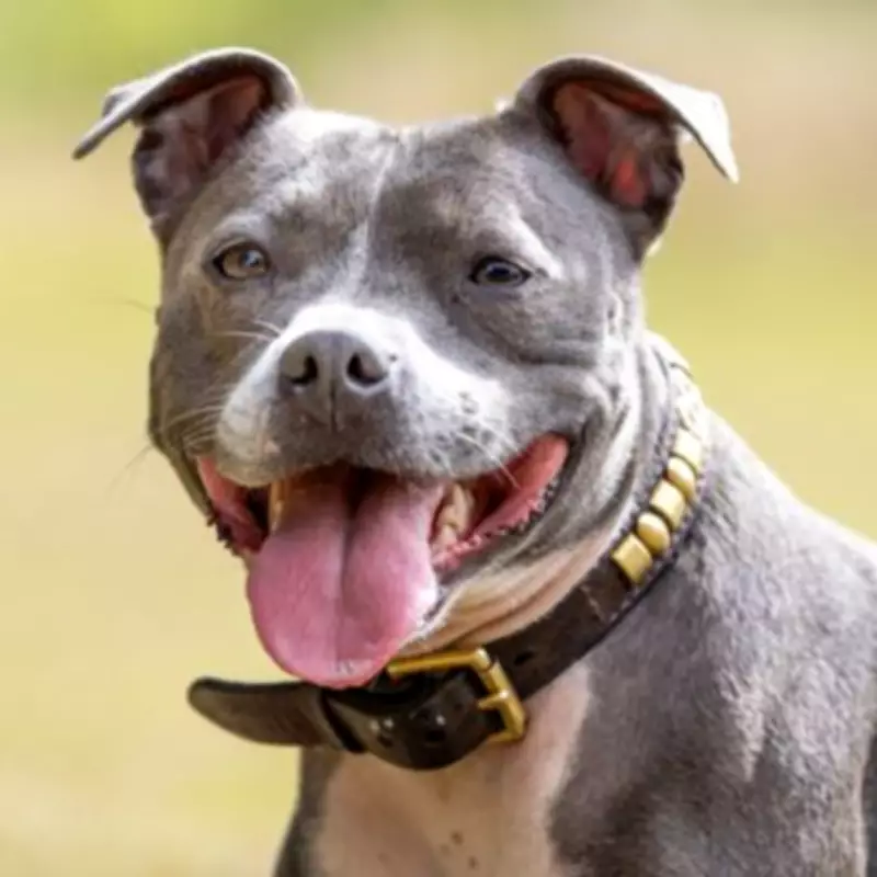 UK Dog Owners Face New Travel Rules: Four Breeds Banned in Germany