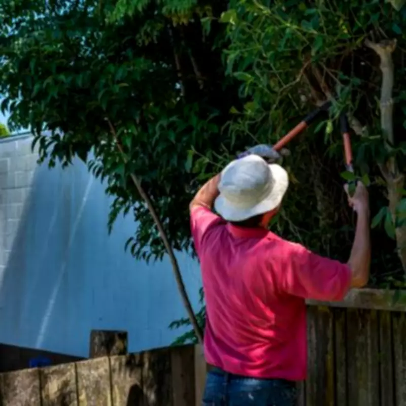 UK Tree Law: What to Do When Neighbour's Branches Overhang Your Garden
