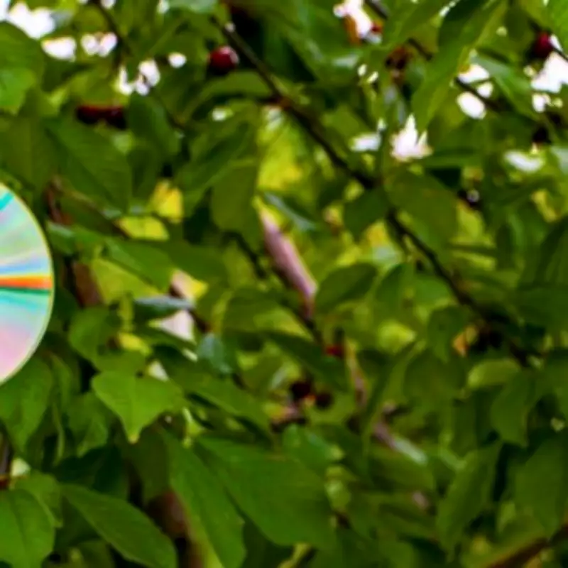 Use Old CDs to Deter Magpies from Your Garden Bird Feeders