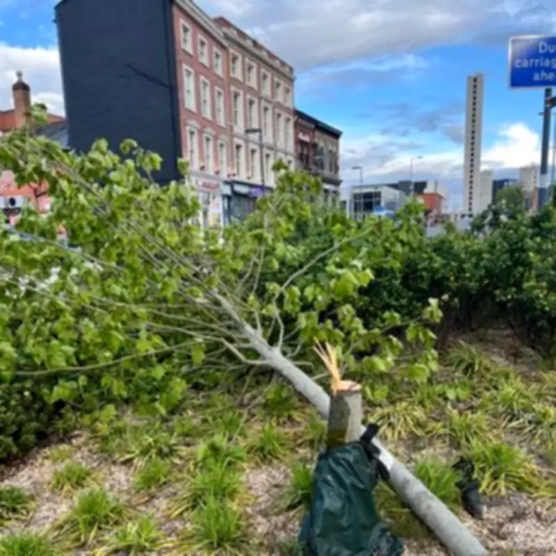 Vandals Saw Down Trees in Digbeth Amid Sycamore Gap Outcry