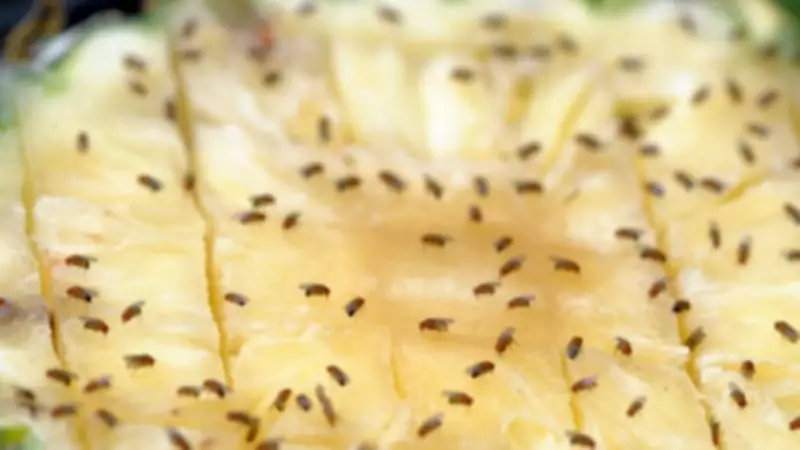 Viral Fruit Fly Trap Uses Common Kitchen Items for Cheap Solution