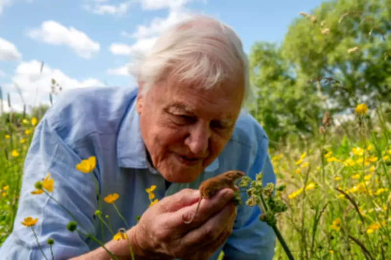 West Midlands Fans Celebrate Sir David Attenborough's 100th Birthday