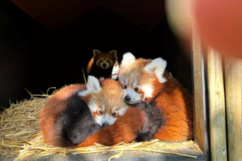 West Midlands Safari Park Says Goodbye to Adorable Red Panda Cubs