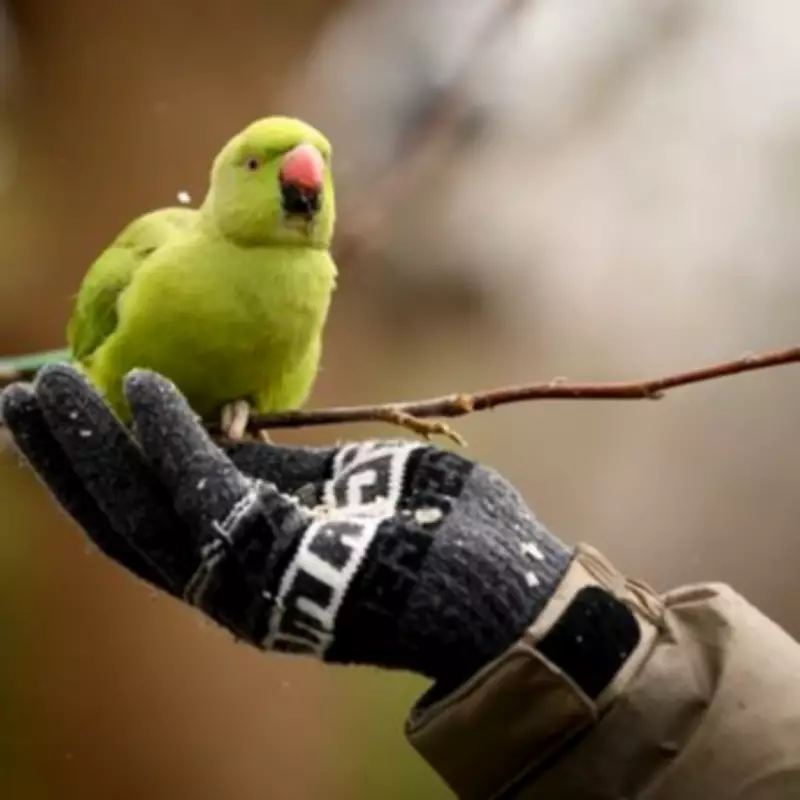 Why Ring-Necked Parakeets Are Taking Over Birmingham's Skies