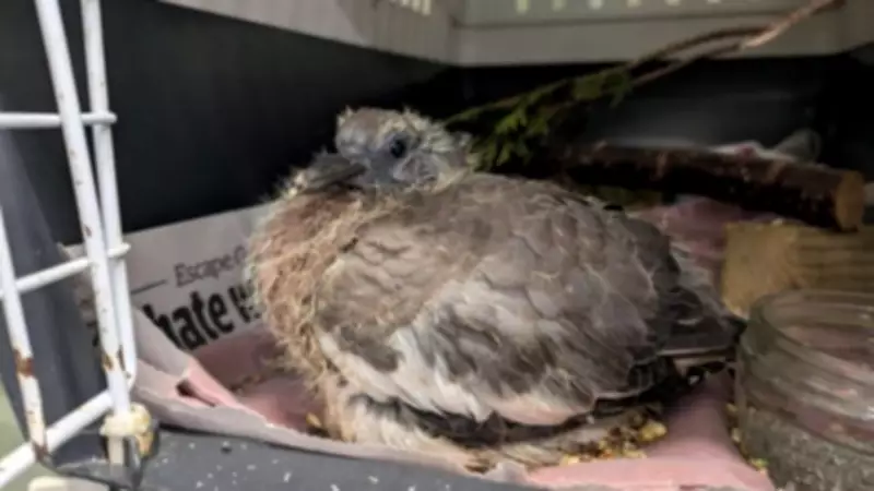 Wildlife Rescue Seeks Volunteers in West Yorkshire Partnership