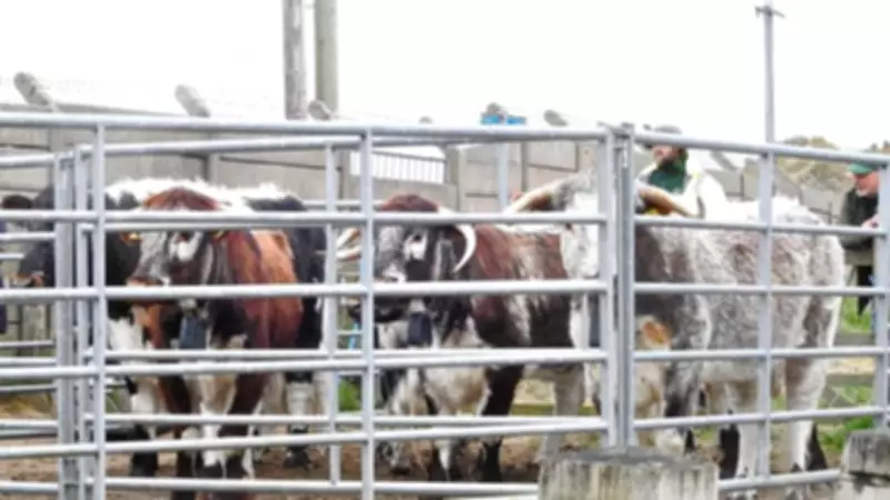 Wintering Longhorn Cattle Depart, Leaving Thriving Dunes