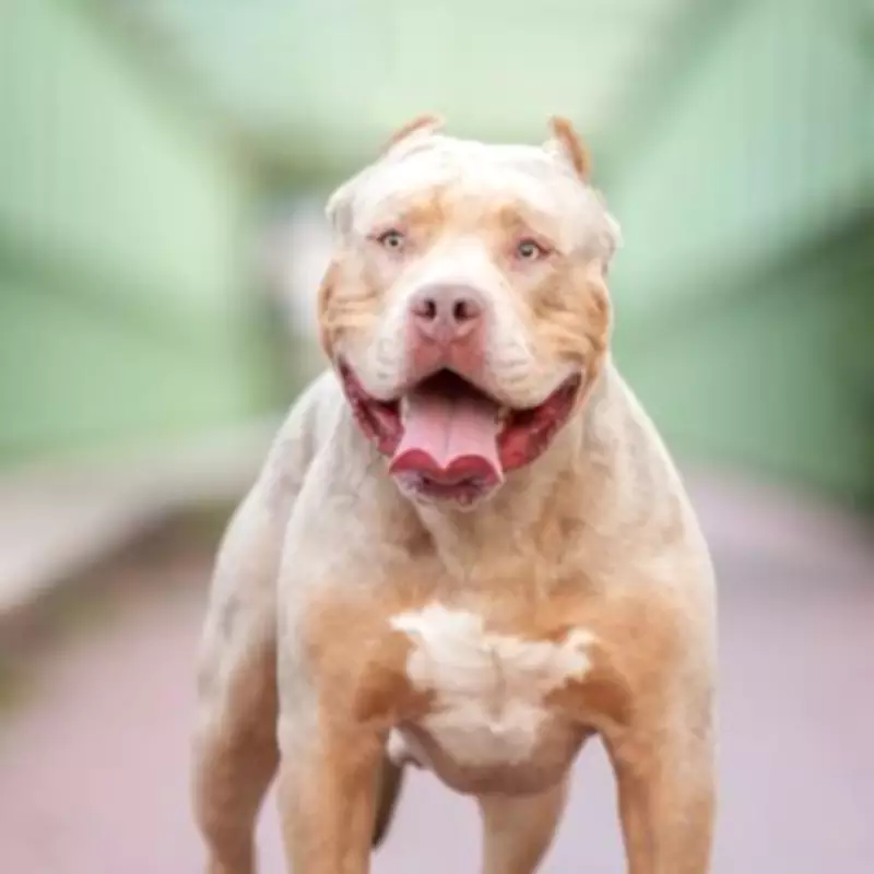 XL Bully Attacks Owners in Their Bedworth Home, Two Seriously Injured