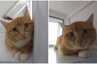 Baked Bean the Cat Found Abandoned on West Midlands Farm Finds Loving Home