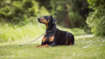 Dobiefest 2026: Dobermann Charity Event Returns to Grantham