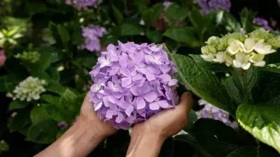 Hydrangeas Struggling in UK Heatwaves: 3 Drought-Tolerant Alternatives