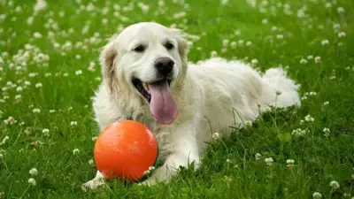 Kelmarsh Hall Big Doggy Day Out Returns Next Month