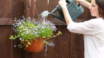 Kitchen Sponges: The Secret to Watering Hanging Baskets in Summer Heat