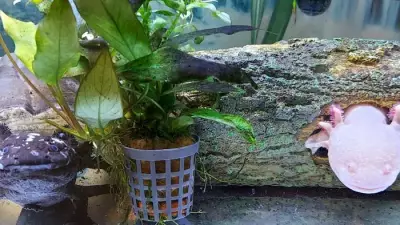 Mayflower High School Students Care for Unique Axolotl Pets