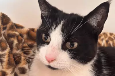 Nine Sweet Cats Seek Loving Homes in Black Country Shelters